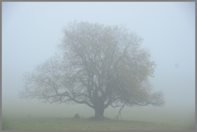 Baum im Nebel